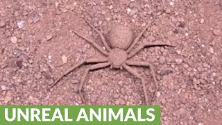 Sixeyed sand spider buries itself for cover [upl. by Ahsienet]