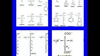 Clasificación de los aminoácidos [upl. by Enneles]