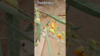 Sunhemp scientific name Crotalaria juncea  sanai botany shorts [upl. by Edme56]