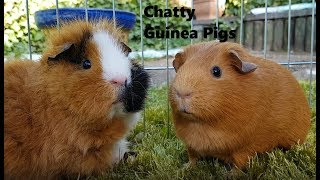 Guinea pig noises  Happy sounds as Ginger and Chutney talk to each other [upl. by Eevets769]