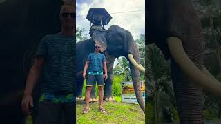 Aybovan machan Dima Slon life travel srilanka [upl. by Derwon]