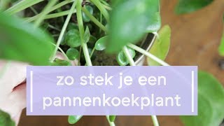 Pannenkoekplant Stekken  Super Groene Vingers [upl. by Ardnossak99]