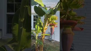 How Bananas Grow with out Seeds shorts banana fruit [upl. by Adnohrahs]