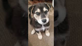 My Gerberian Shepsky puppy German Shepard  Husky mix howling with me for the first time [upl. by Neenwahs]