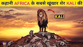 The Story of a Lion Revenge  कहानी Masai Mara ke Lion King Notch के बदले की। [upl. by Tommi]