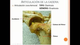 Articulación coxofemoral del equino [upl. by Eugatnom753]