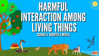 Predation Harmful Interactions Among Living Things Grade 4 Science Quarter 2 Week 8 Predator Prey [upl. by Nnylarak]