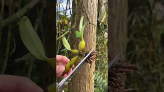 grow orchids easily orchidaceae orquideas 난초 anggrek tips garden [upl. by Adnov]