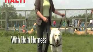 HALTI TRAINING LEAD Company of Animals [upl. by Boeke]