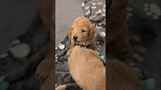 3 week old goldendoodles  some are asleep some are awake 🥰 [upl. by Anorahs]