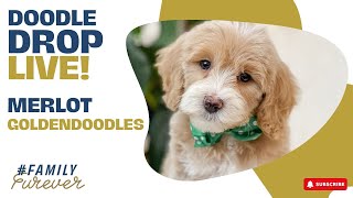 10 Week Goldendoodles Spotlight Merlot  Doodle Drop LIVE [upl. by Xet]