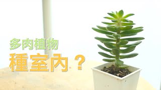 【多肉新手必看】多肉植物可以種在室內嗎？直接拍給你看【威霖TV】Can succulents be grown indoors [upl. by Karlow]