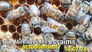 Lhivernage se prépare maintenantque faire avec mes essaims apiculture buckfast [upl. by Bullivant823]