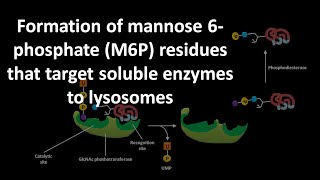 Formation of mannose 6 phoshate or M6P residues that target soluble enzymes to lysosomes [upl. by Tildie]