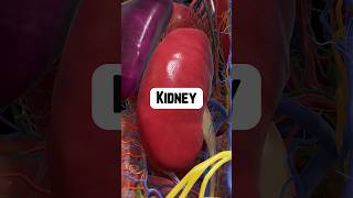 Why Are the Kidneys So Important  healthtips kidneyhealth [upl. by Seftton233]