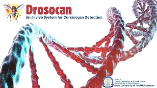 Drosocan  An In vivo System for Carcinogen Detection [upl. by Liddy507]