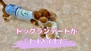 みりんパンチvsエールザウルス 甘噛みに対抗する、みりんパンチがキレッキレ！！ [upl. by Warren]