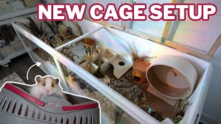 My Hamsters NEW Cage Setup [upl. by Alyakcim]