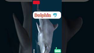 dolphin 🐬  dolphin fish  honest fish dolphin factazd ytshorts trending studywithsmile shorts [upl. by Guilbert]