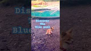 Finding the Torwood blue pool with TeddyBearHikes shorts scotland explorescotland hiking [upl. by Melton]