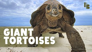 The World Used To Be Full of Giant Tortoises [upl. by Aihtenyc]