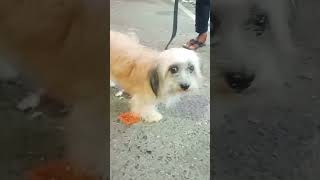 Lhasa Apso dog price in Bangladesh pretty birds Katabon Dhaka shop 23 [upl. by Odrareg]