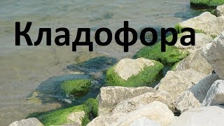 Кладофора в аквариуме Заказ с Aliexpress [upl. by Olympe104]