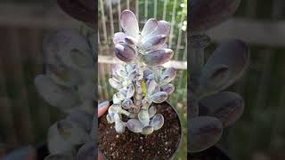 renklenen sukulentlerden Cothiledon orbiculata var succulent orbiculata [upl. by Jasper]