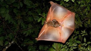 Strange Flying Animals [upl. by Matias]