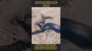 Snake vs Iguanawildlife wildanimals animals animalworld wildlife nature fighting [upl. by Leinto918]