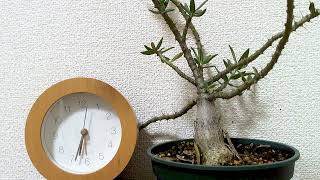 水を吸うパキポディウム・サキュレンタムのタイムラプス Timelapse video of watering Pachypodium succulentum [upl. by Icyaj798]