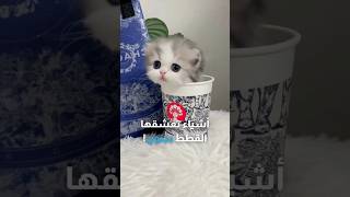 أشياء منزلية تعشقها القطط بجنون 😍🐈 قطط [upl. by Wehttan]