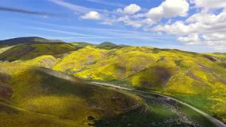 California Wildflower Super Bloom by drone 2019 Carrizo Plain Antelope Valley 4K [upl. by Euqenimod365]