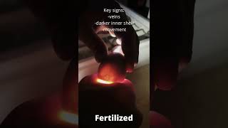 Fertilized vs unfertilized egg chickeneggs fertilizedchickeneggs farm farmlife countrylife tx [upl. by Akilam]