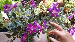 Tibouchina UrvilleanaGlory BushBegum Bahar Plant amp its care [upl. by Nehemiah]