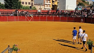 TOROS BRAVOS LLEGAN A LA PLAZA  ENCIERRO PERALES DE TAJUÑA AGOSTO 2024 [upl. by Aerdnac]