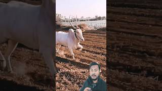 Funny run 😂  best bullock jodi oxrace shorts youtubeshorts trending [upl. by Ycaj335]