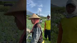 Scenic Mountain Villages and Terraced Farmlands  Rural Beauty  Indonesia Rural Life [upl. by Enirehtahc]