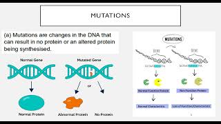 Single Gene Mutations [upl. by Isiahi]