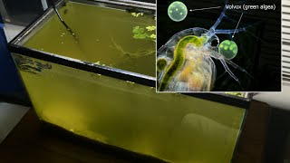 Raising Daphnia for the Freshwater Aquarium [upl. by Mellisent]