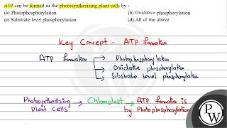 ATP can be formed in the photosynthesizing plant cells by  a Pho [upl. by Beatrisa]