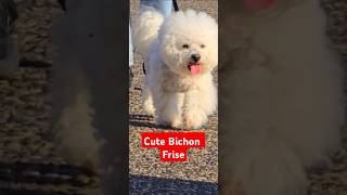 Bichon Frise Show [upl. by Llennol]