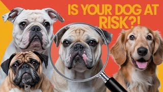 Dog Breeds Most Affected by Diseases See If Your Pet Is on the List [upl. by Benson]