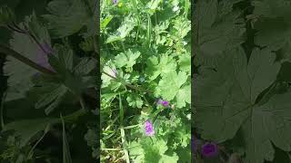 Giovani piante fiorite di geranio minore G pusillum e veronica Veronica sp wildflowers [upl. by Brechtel544]