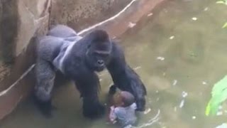 Harambes death EXPOSED [upl. by Mendelsohn]