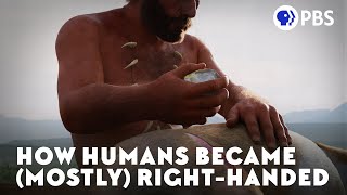 How Humans Became Mostly RightHanded [upl. by Jodoin]