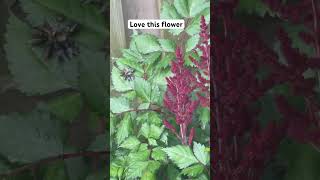 Easy to grow partial shade astilbe mine grow at full sun too astilbe plant flowers shortfeed [upl. by Adnawad563]