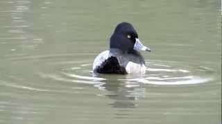 Ringnecked duck preening [upl. by Nosrettap320]