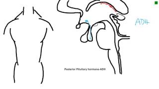 posterior pituitary hormoneADH [upl. by Merrielle]