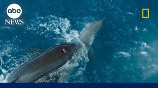 Orca takes down a great white shark on camera [upl. by Ahcatan]